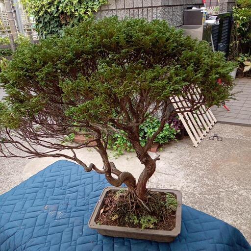 盆栽　ひのき鉢植え