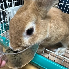 うさぎ6ヶ月の男の子 - 那覇市