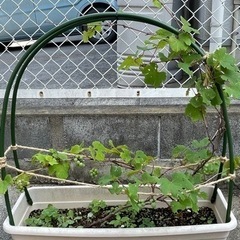 デラウェア　ぶどう　苗木　植木　プランター　鉢植え