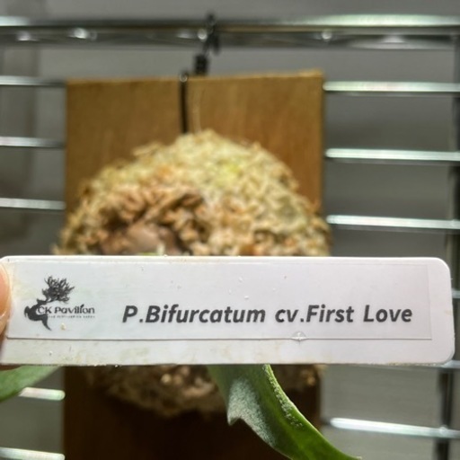 p.Bifurcatum cv.FirstLove ビカクシダplatyceri | cedarflooring.com.au