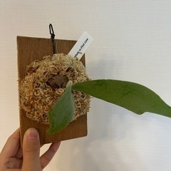 p.Bifurcatum cv.FirstLove ビカクシダplatyceri