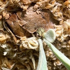 p.Bifurcatum cv.FirstLove ビカクシダplatyceri