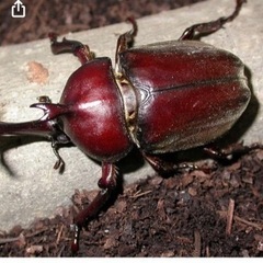 カブトムシ　何匹でも