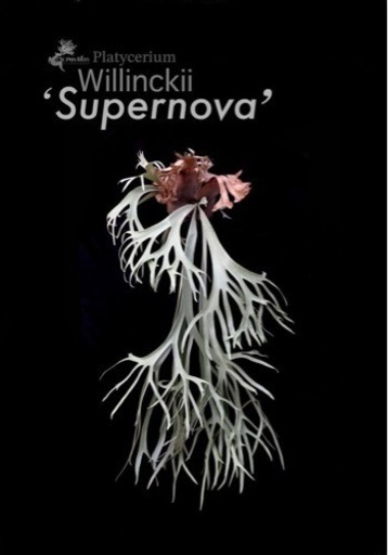 p.willinckii cv.Supernova ビカクシダ　ウィリンキー