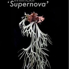 p.willinckii cv.Supernova ビカクシダ　...