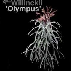 p.willinckii cv.Olympus ビカクシダpla...