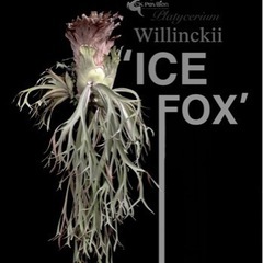 p.willinckii cv.ice  Foxビカクシダpla...