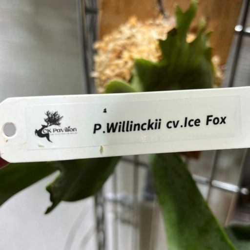 p.willinckii cv.ice  Foxビカクシダplatycerium