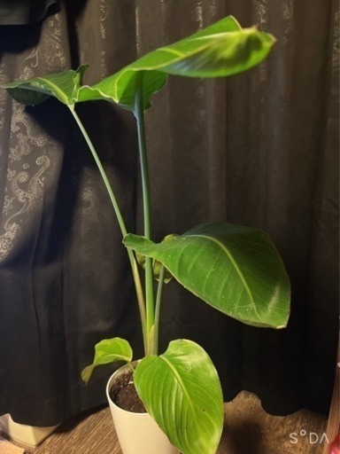 オーガスタ　観葉植物