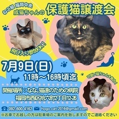 成猫ちゃんのねこ組🐾福岡中央譲渡会　なな。猫達のための病院