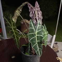 【観葉植物】アロカシア