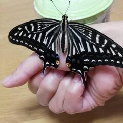 アゲハチョウのサナギ10個　夏休みの自由研究などに蝶の羽化を観察...