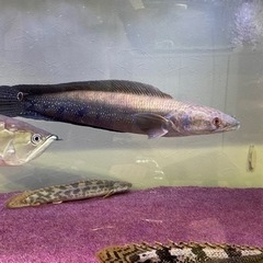 コブラスネークヘッド フラワートーマン