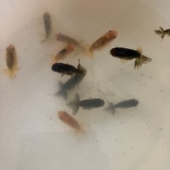 金魚　らんちゅう　5センチ　色変わり中