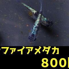 サファイアメダカ（10匹）８００円