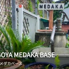 松井ヒレ長琥珀ラメ‼️店頭販売致します☆NMB☆名古屋メダカ直売所！ − 愛知県