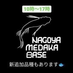 松井ヒレ長琥珀ラメ‼️店頭販売致します☆NMB☆名古屋メダカ直売所！ - 地元のお店