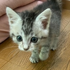 保護猫　2ヶ月の女の子　再募集します − 茨城県