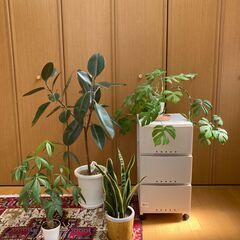 🌴観葉植物🌴　 パキラ　モンステラ　ゴムの木　サンスベリア　