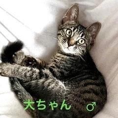 甘えん坊の子猫