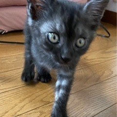 3ヶ月　保護猫　ブラックスモーク　里親さん決定しました − 茨城県