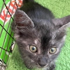 保護猫　男の子　ブラックスモーク　3ヶ月の画像