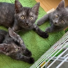 保護猫　男の子　ブラックスモーク　3ヶ月 − 茨城県