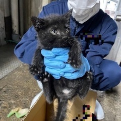 子猫生後２ヶ月くらい　兄弟います