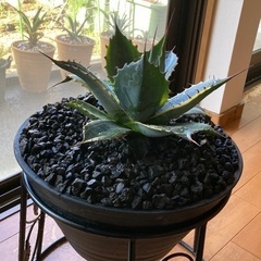 アガベ『パラサナ錦 ファイアーボール』