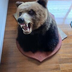 壁掛ヒグマの剥製