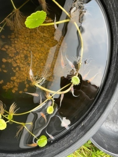 メダカ　王華　白斑　オーロラ　秋桜