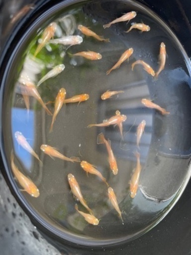 メダカ　秋桜　王華 メダカ 王華 白斑 オーロラ 秋桜