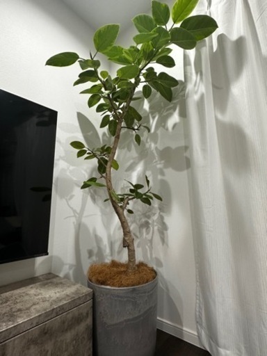 観葉植物 10号 アルテシマ アルテシーマ 曲がり木