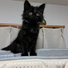 長毛の毛玉みたいな可愛い黒猫さん