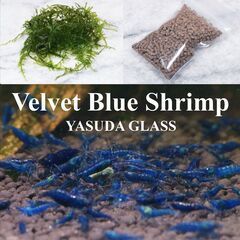 ベルベットブルーシュリンプ ダークブルー 200匹（抱卵個体9匹含み 