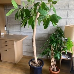 フィカス属 観葉植物