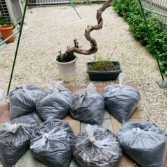 園芸用土8袋と植物２個　差し上げます