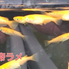 【アフロメダカ】紅帝ラメ　1匹 200円　２ペア 500円