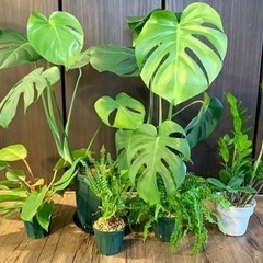 観葉植物セット⑧ 5鉢