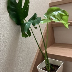 お取引中　モンステラ　　　観葉植物