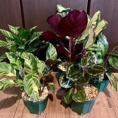 観葉植物セット⑩ カラテア5鉢