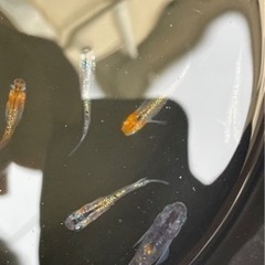 メダカ 王華 白斑 オーロラ 秋桜