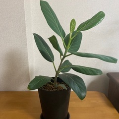 観葉植物ベンガレンシス