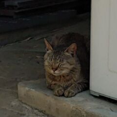 ひかえめ男子【キジトラ男の子・みっくん】保護猫