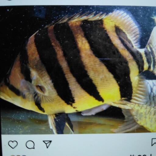ダトニオプラス40cm前後目に難あります。