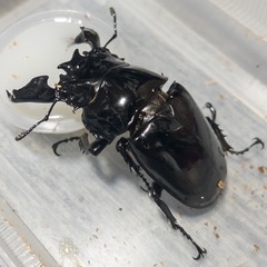 タランドゥスオオツヤクワガタ 80UPラストペア