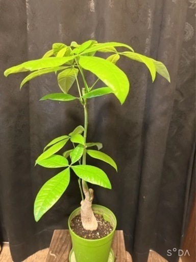 観葉植物　パキラ　植物