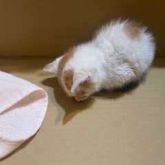 1ヶ月半〜2ヶ月の♂子猫の赤ちゃんの里親を探しています！ - 桶川市