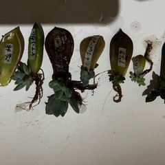多肉植物　　葉挿し苗　8種