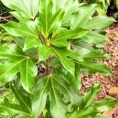 🍀お茶瞑想ヨガ体験会🍀の画像